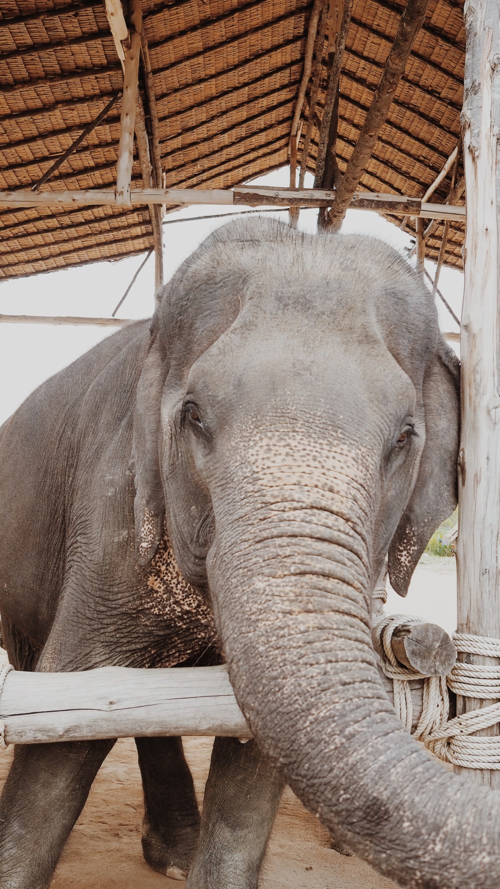 Seaside Elephant retreat - Khao Lak - Thailand 