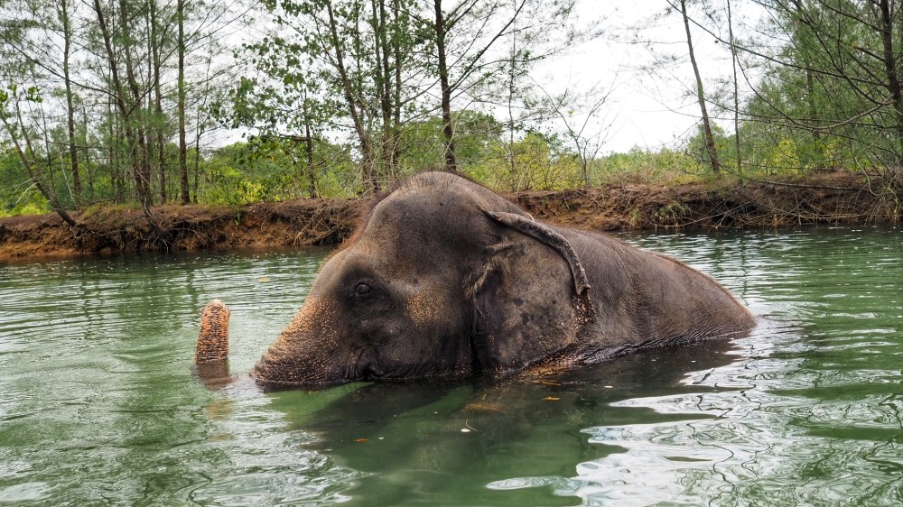 Seaside Elephant Retreat - Khao Lak - Thailand