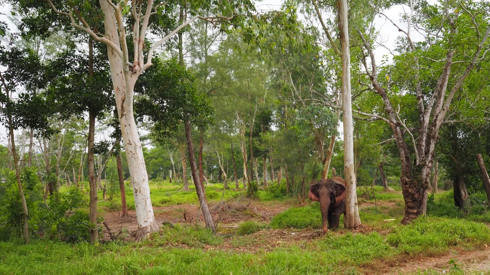 Seaside Elephant retreat - Khao Lak - Thailand 